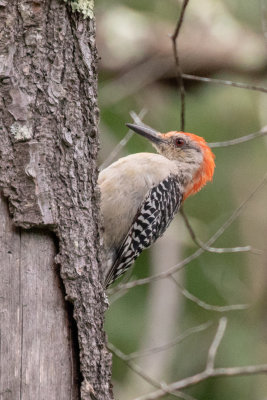 Red-bellied Woodpecker