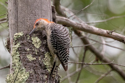 Red-bellied Woodpecker