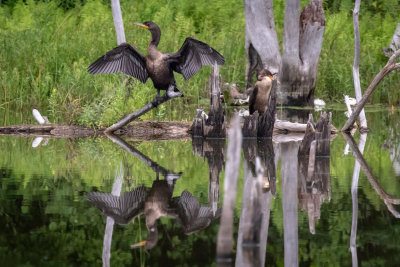 double crested cormorant