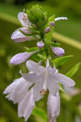 _MG_2880.jpg