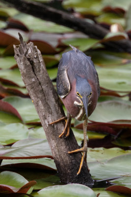 Green Heron