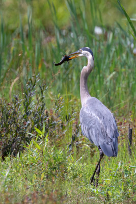Great Blue Heron