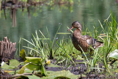 Mallard