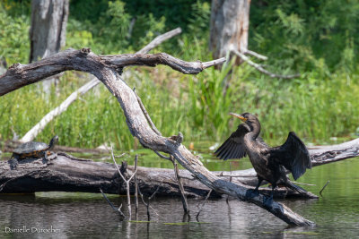 Double-crested Cormorant