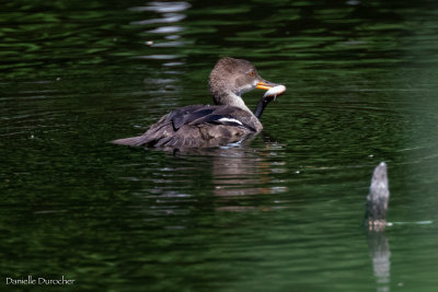 Hooded Merganser