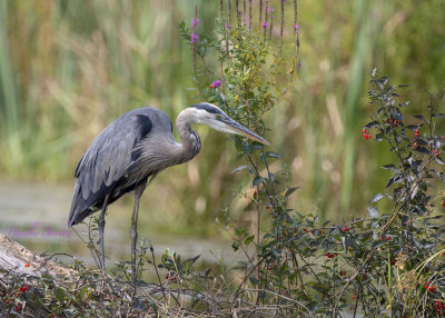 Great Blue Heron