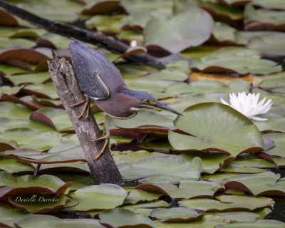 Green Heron