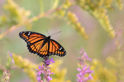 Monarch in the Meadow