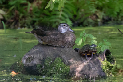 Wood Duck with Painted Turtle