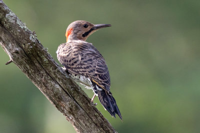 Northern Flicker