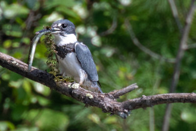 Belted Kingfisher