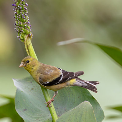 Goldfinch