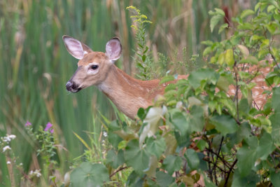 Fawn peeking out of the brush