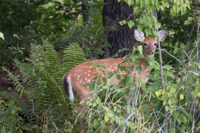 Shy fawn