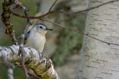 White-breasted Nuthatch
