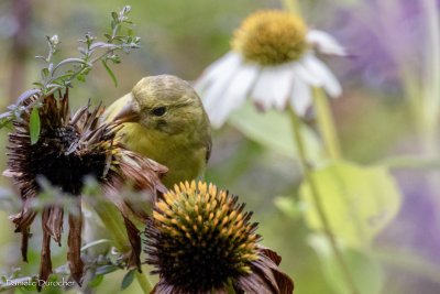 Goldfinch