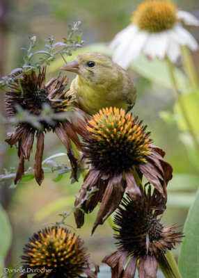 Goldfinch