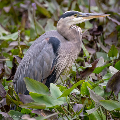 Great Blue Heron