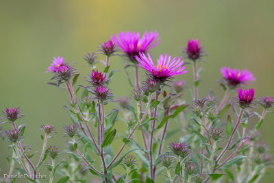 Asters