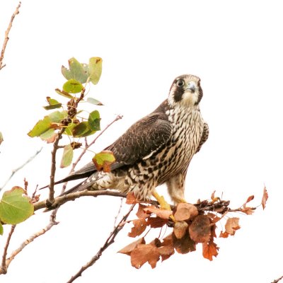 juvie peregrine falcon