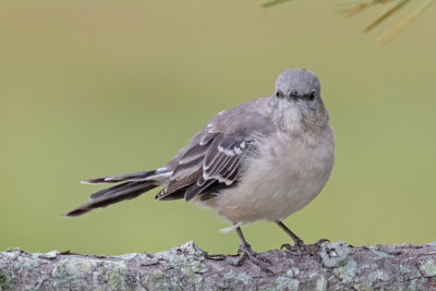 Northern Mockingbird
