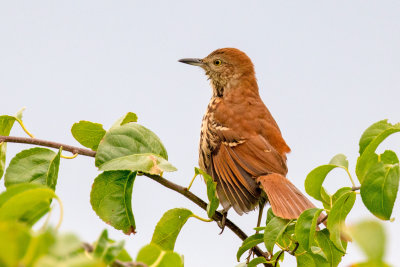Brown Thrasher
