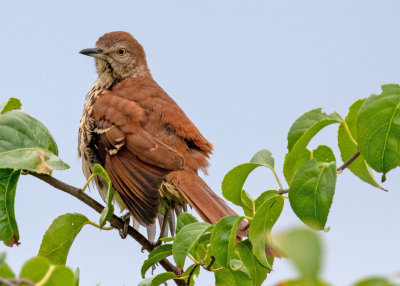 Brown Thrasher