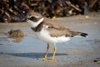 Semipalmated plover