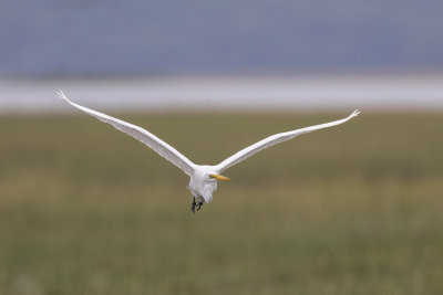 Great Egret