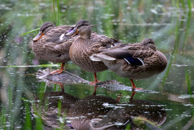 Mallards