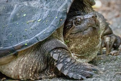 Snapping Turtle