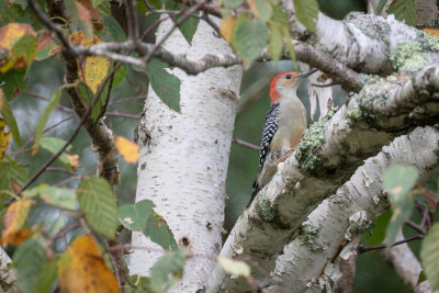 Red-bellied Woodpecker