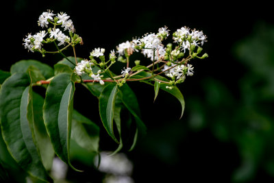 Heptacodium 