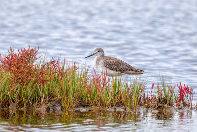 Lesser Yellowlegs