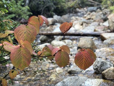 Viburnum