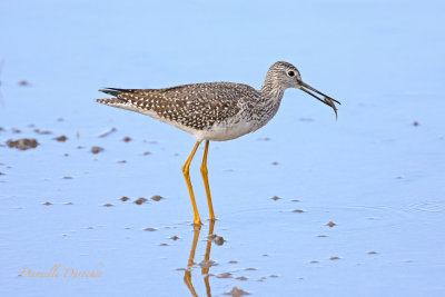 Greater yellowlegs