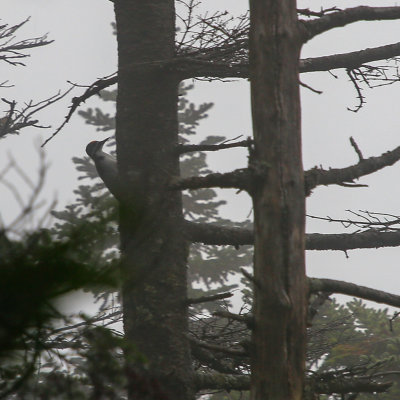 black-backed woodpecker