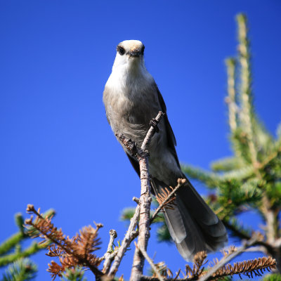 Canada Jay