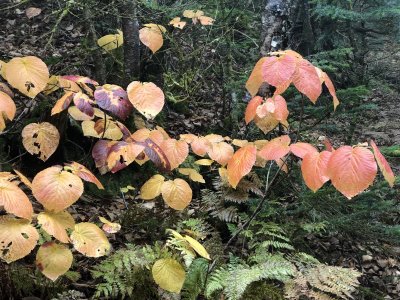 Colorful Viburnum leaves