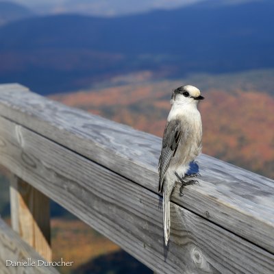 Canada Jay