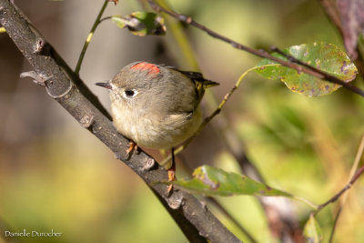 Ruby-crowned Kinglet