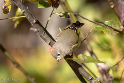 Ruby-crowned Kinglet