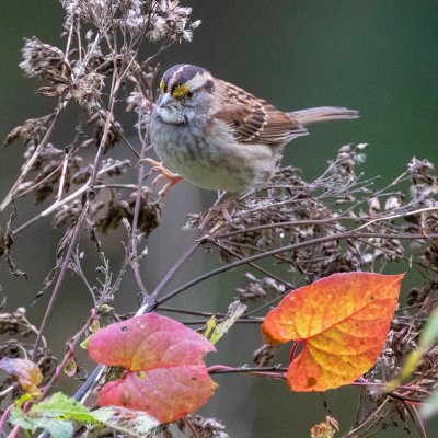 White-throated Sparrow