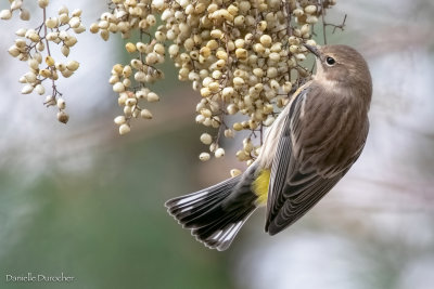 Yellow-rumped Warbler