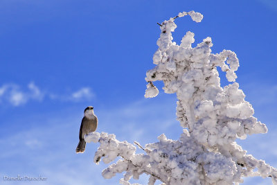 Canada Jay