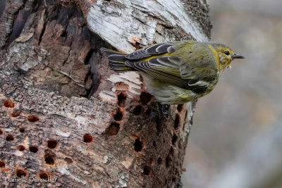 Cape May Warbler