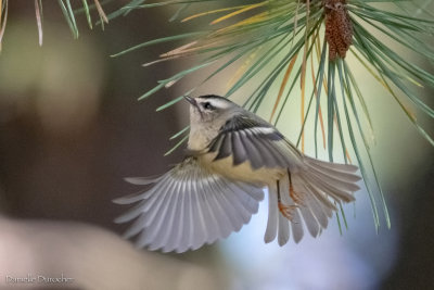 Golden-crowned Kinglet
