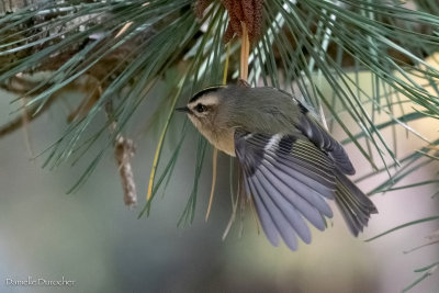 Golden crowned Kinglet
