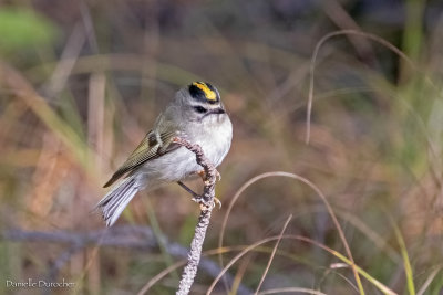 Golden-crowned Kinglet