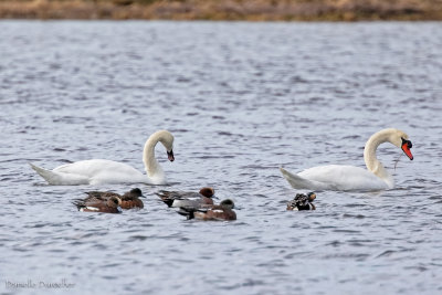 Swans and Wigeon -- both American and Eurasian Wigeons!